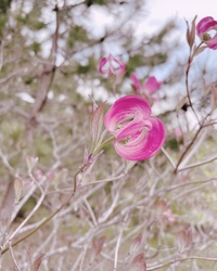 廻る花